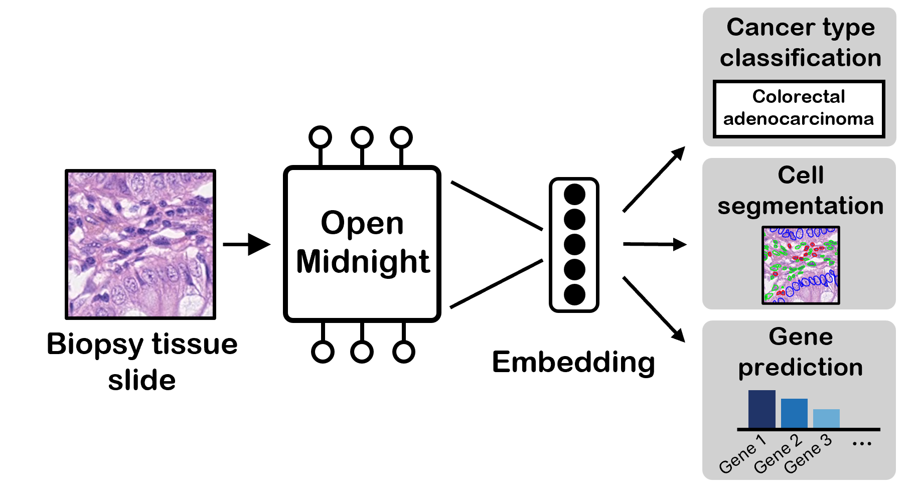 OpenMidnight pathology foundation model illustration